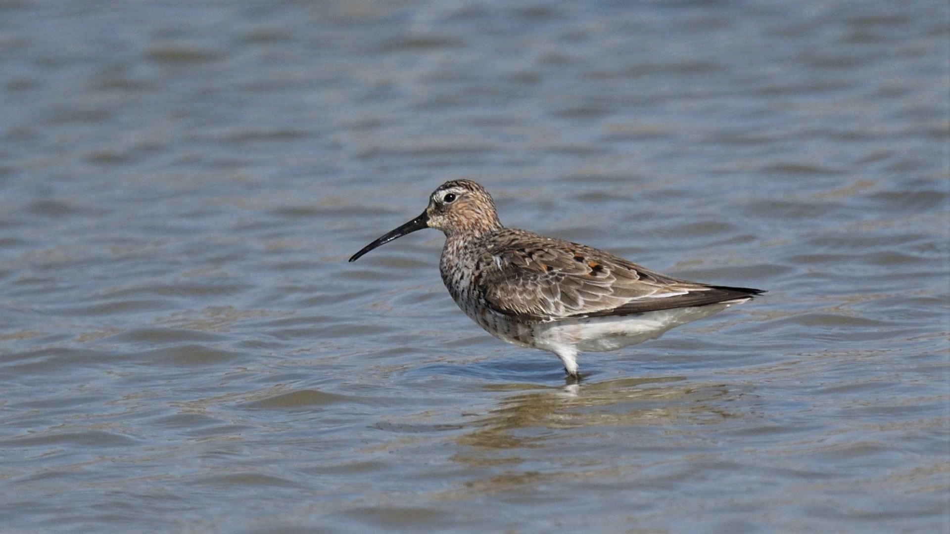 Curlew Sandpiper